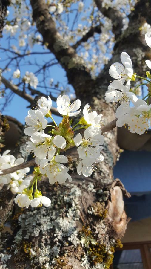 Maison Castellane Chambre D'Hotes B&B المظهر الخارجي الصورة